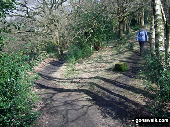 Walk wy108 Upperthong and Netherthong from Holmfirth - Woodland near Hinchliffe Mill, Holmfirth