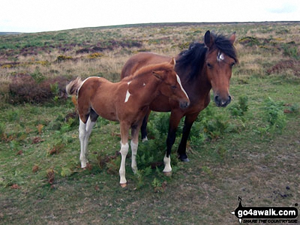 Wild Ponies near Halsway Post 