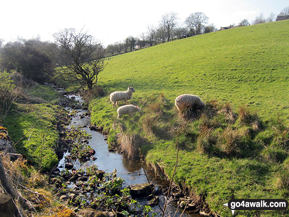 Walk s265 Old Mixon Hey from Butterton - Hoo Brook near Butterton