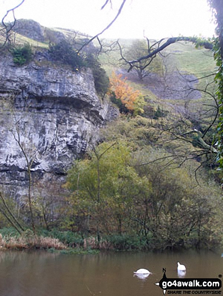 Walk d246 Miller's Dale and Water-cum-Jolly Dale from Tideswell - Two Swans in Water-cum-Jolly Dale