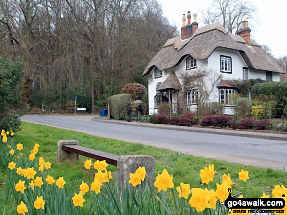 Walk ha109 Lyndhurst Hill and Swan Green from Lyndhurst - Daffodils and a Thatched Cottage at Swan Green, Lyndhurst