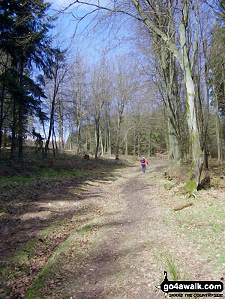 Walk sh101 Brown Clee Hill from Cleobury North - Climbing up through Stanbroughs Wood