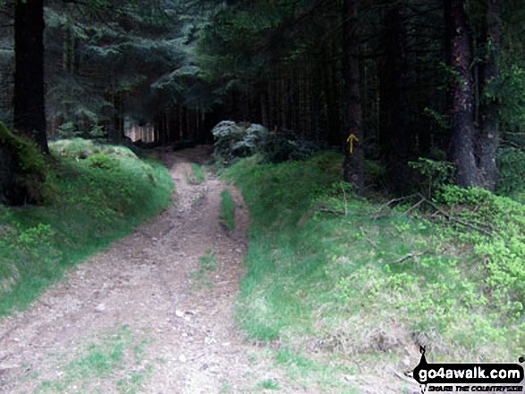 Walk po103 Bache Hill, Black Mixen and Great Rhos from New Radnor - Woodland near Cross Dyke, Radnor Forest