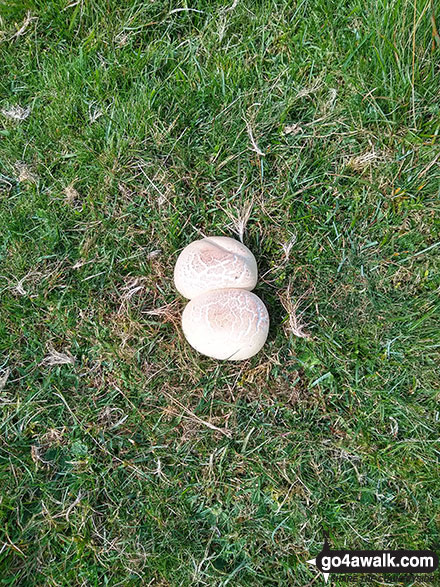 Walk d119 Eldon Hill (Perryfoot) from Peak Forest - Fungi growing on Eldon Hill (Perryfoot)