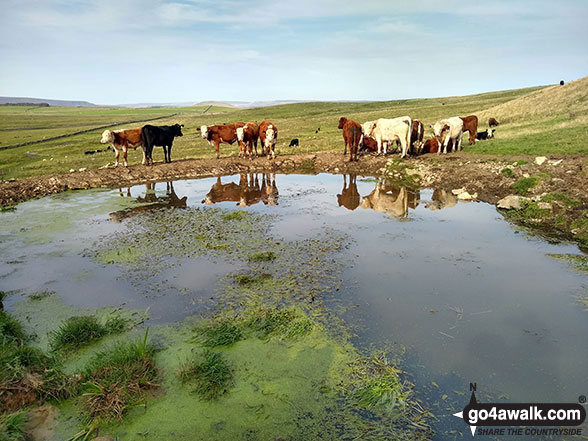 Cattle on the Limestone Way near Bradwell Moor 