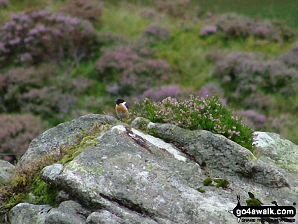 Walk gw115 Glyder Fach, Castell y Gwynt and Glyder Fawr from Ogwen Cottage, Llyn Ogwen - Stonechat at Llyn Idwal Nature Reserve