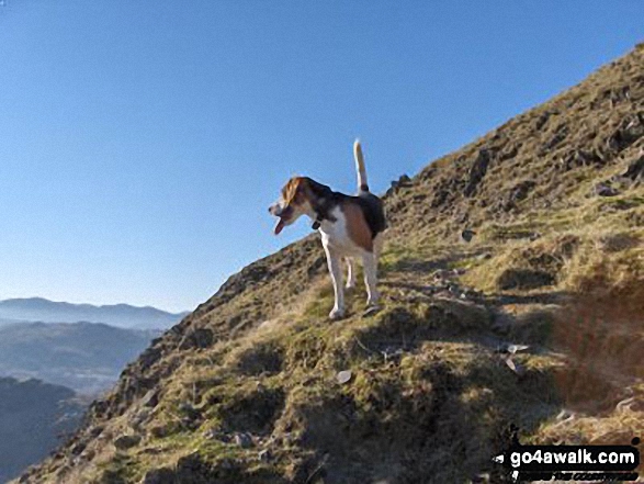 Harvey on Steel Fell (Dead Pike)