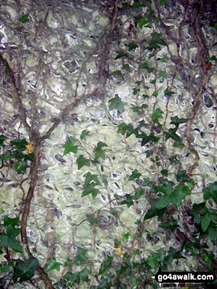 Flint Wall detail near Little Halnaker 