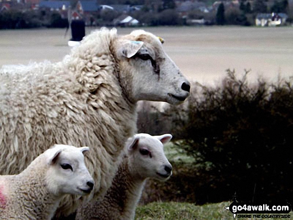 Sheep on Pitstone Hill 