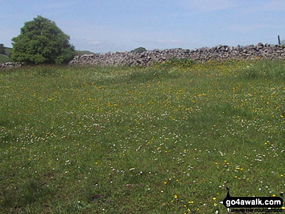 Walk ny124 Rylstone Fell, Cracoe Fell, Thorpe Fell Top and Embsay Moor from Embsay - Wild flower field near Embsay