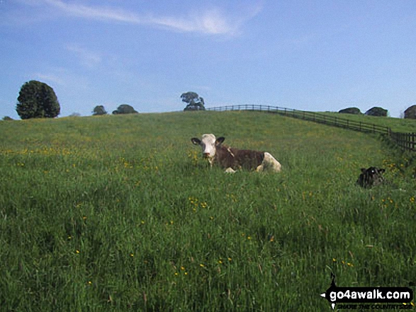 Walk ny167 Ryelstone Fell, Sharp Haw and Rough Crag from Embsay - Cow in a field near Hetton