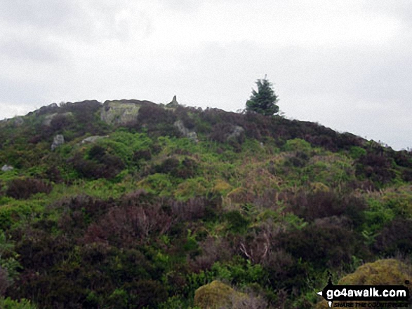 Approaching the summit of Staveley Fell 