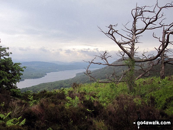 Windermere from 'The Dead Larches' on Staveley Fell