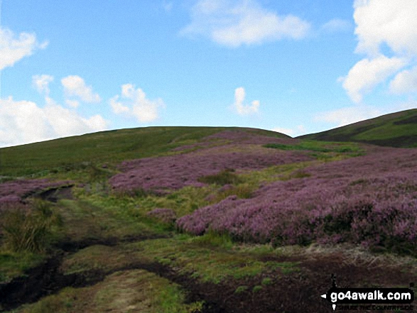 Heather on The Cheviot