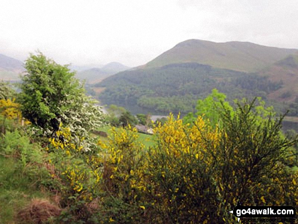 Walk c275 Darling Fell, Low Fell and Fellbarrow from Loweswater - Carling Knott, Holme Wood and Loweswater from the track to Low Fell