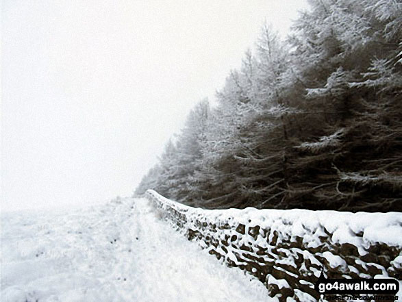 Snowy forest on High Moor leading to Rombalds Moor (Ilkley Moor)