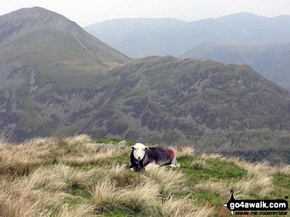 Walk c120 The Ennerdale Horseshoe - Haystacks from Looking Stead (Pillar) with a Herdwick Sheep for company