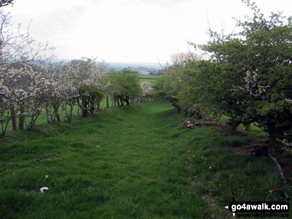 The delightful path by Swindale Beck back to Dufton 