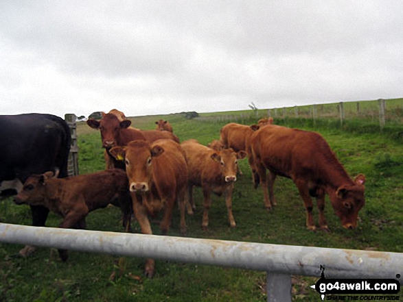 Walk c493 St Johns Hill and Caermote Hill from Bothel - Cows blocking the way on St. John's Hill / Caermote Hill