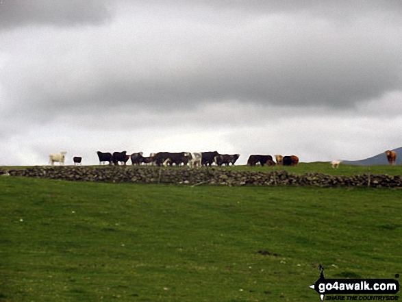 Walk c493 St Johns Hill and Caermote Hill from Bothel - Yet more cows not exactly looking friendly on St. John's Hill / Caermote Hill