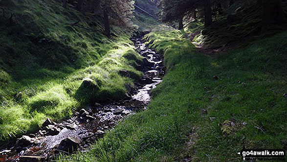 Walk c441 Flinty Fell from Nenthead - The wooded valley that was formally Dowgang Hush