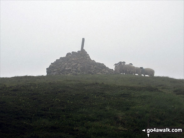 The welcoming party on the summit of Killhope Law