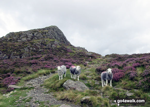 Herdies (Herdwick Sheep) in front of Green Crag (Buttermere)