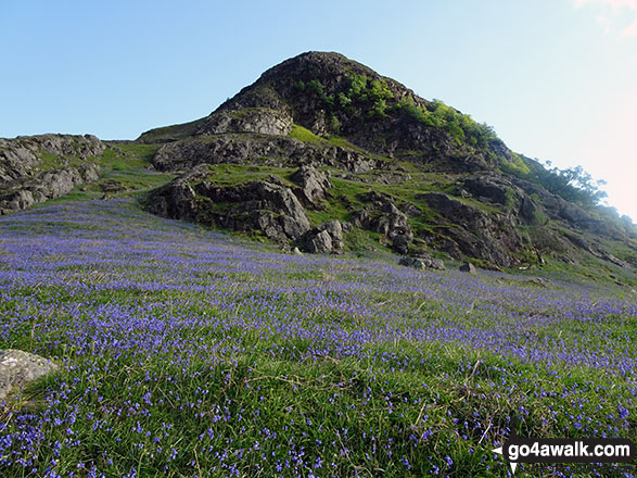 Rannerdale Knotts surrounded by a carpet of bluebells 