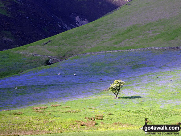 A field of bluebells below Rannerdale Knotts 