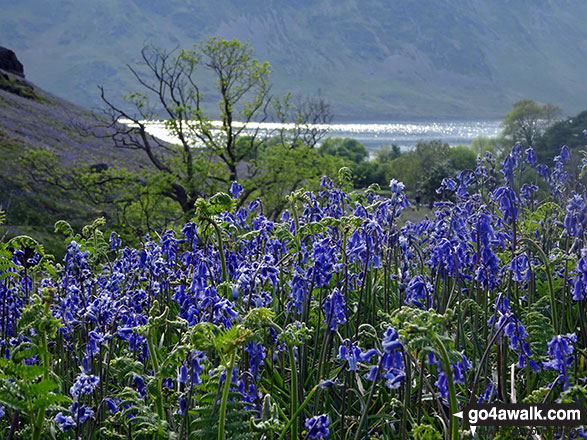 Walk c379 Rannerdale Knotts from Buttermere - Crummock Water through a field of bluebells below Rannerdale Knotts