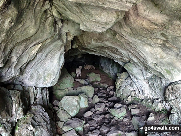 Walk ny202 Malham from Settle - Lambs keeping cool in Jubilee Cave