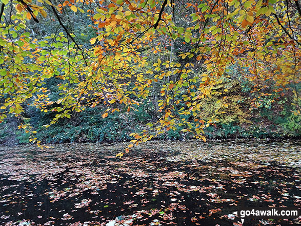 Walk wy119 Warland Reservoir and Langfield Common from Warland - Autumn on the Rochdale Canal