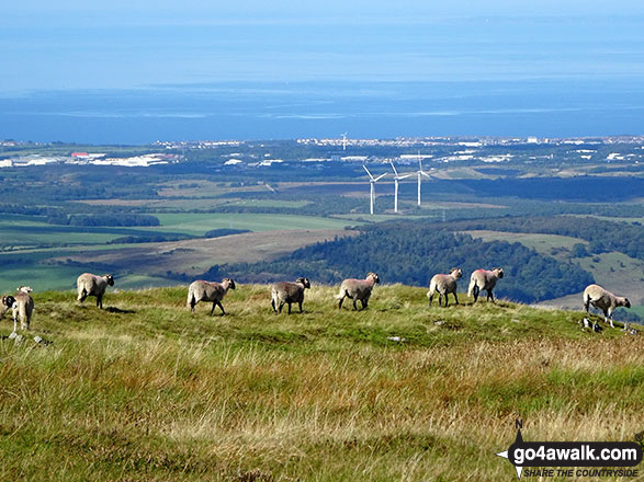 Herdies leading me off the summit of Carling Knott 