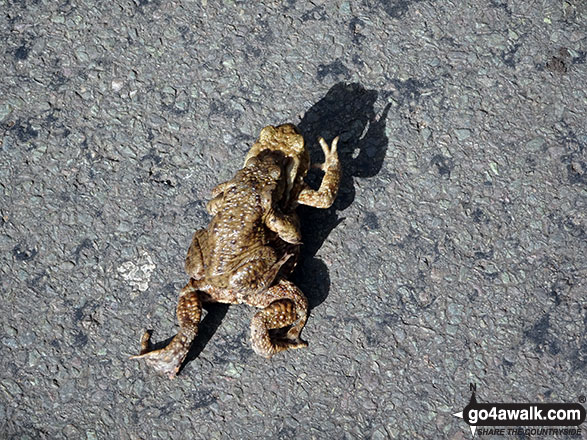 Walk d210 White Brow and Kinder Reservoir from Hayfield - Toads crossing the road near Bowden Bridge, Hayfield