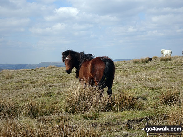 Walk gm116 Round Hill, Freeholds Top and Brown Wardle Hill from Watergrove Reservior - Wild Ponies on the way from Freeholds Top to Middle Hill (Whitworth)