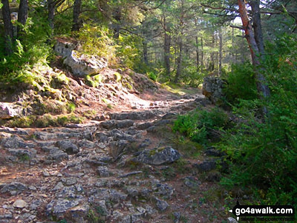 Climbing the trail through the pine forests towards the causse noir, above the Gorge de la Jonte 