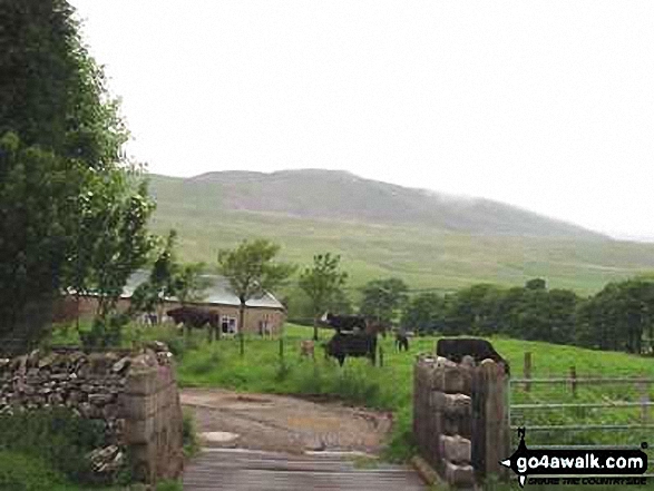 Walk ny322 The Yorkshire Three Peaks Challenge as a 2 day walk - Day 2 from Horton in Ribblesdale - Whernside from Broadrake Farm