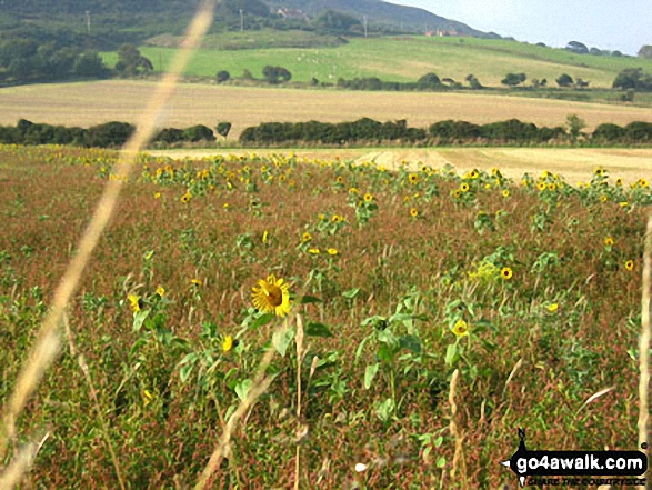 Sunflowers on The Cleveland Way at Stoupe Beck 