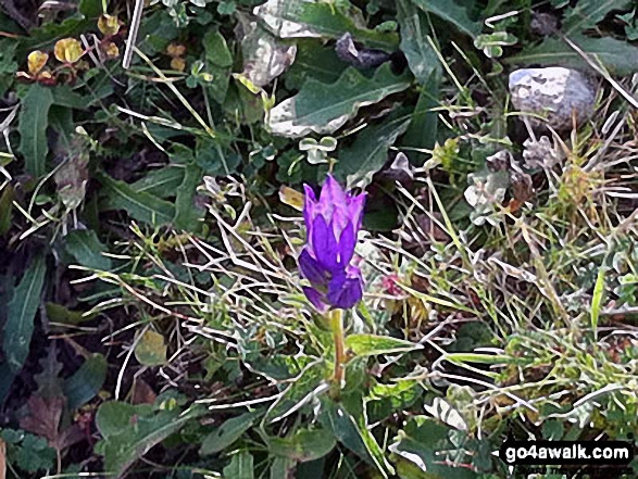 Walk bu118 Monument Hill (Coombe Hill) from Butler's Cross - A Chiltern Gentian (I believe) on Coombe Hill