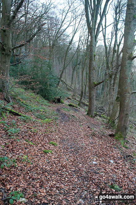 Walk d178 Fin Cop and Monsal Dale from Ashford in the Water - Great Shackleton Wood