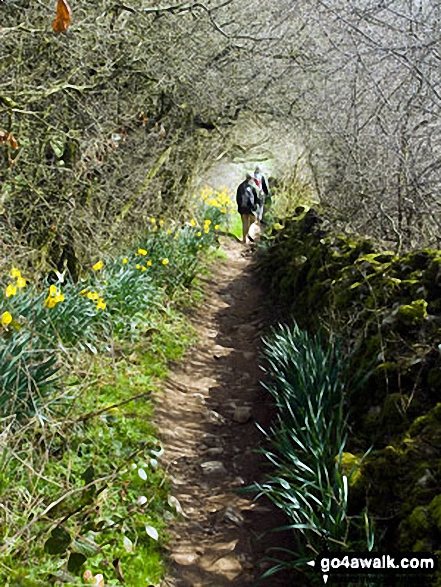 Walk d318 Beresford Dale, Alstonefield and Wolfescote Dale from Hartington - The trail along Overdale towards Gipsy Bank in Bloom