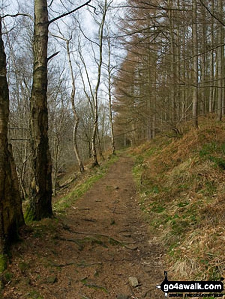 Walk d133 Sir William Hill, Abney and Bretton from Eyam - Footpath in Abney Clough