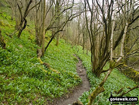 Walk d246 Miller's Dale and Water-cum-Jolly Dale from Tideswell - Wild Garlic in Cressbrook Dale