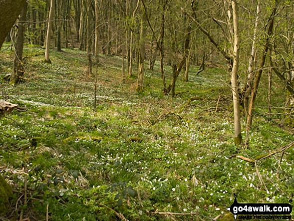 Walk d305 Stoney Middleton, Coombs Dale, Longston Moor, Wardlow Hay Cop and Foolow from Eyam - Carpet of Wood Anemone in Cressbrook Dale