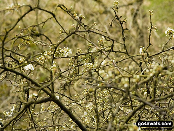 Walk d246 Miller's Dale and Water-cum-Jolly Dale from Tideswell - Spring buds in Water-cum-Jolly Dale