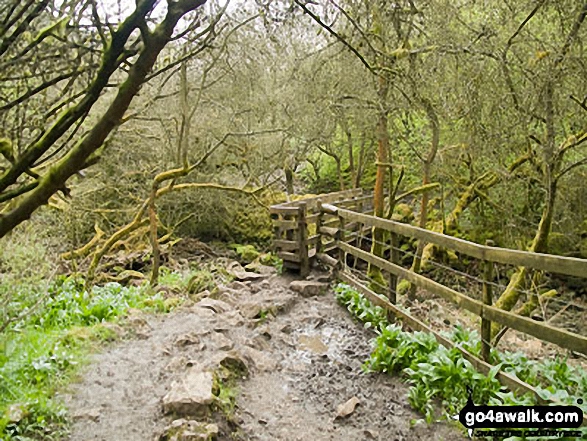 Walk d190 Cressbrook Dale from Litton - Footbridge in Cressbrook Dale