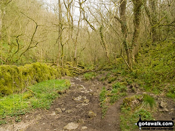 Walk d138 Monks Dale, Miller's Dale and Tideswell Dale from Tideswell - The trail through Monk's Dale