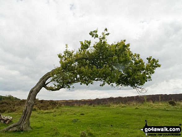 Walk d199 Stanton Moor from Rowsley - Bent tree on Stanton Moor