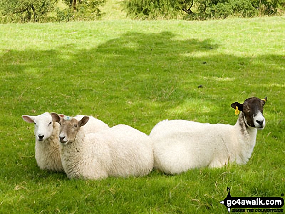 Walk d290 Stanton Moor from Birchover - Sheep on Stanton Moor