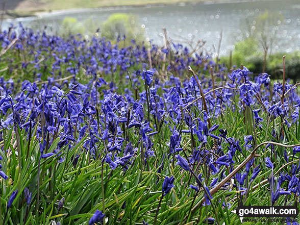 Walk c284 Great Sca Fell and High Pike from Fell Side - Bluebells on Rannerdale Knotts